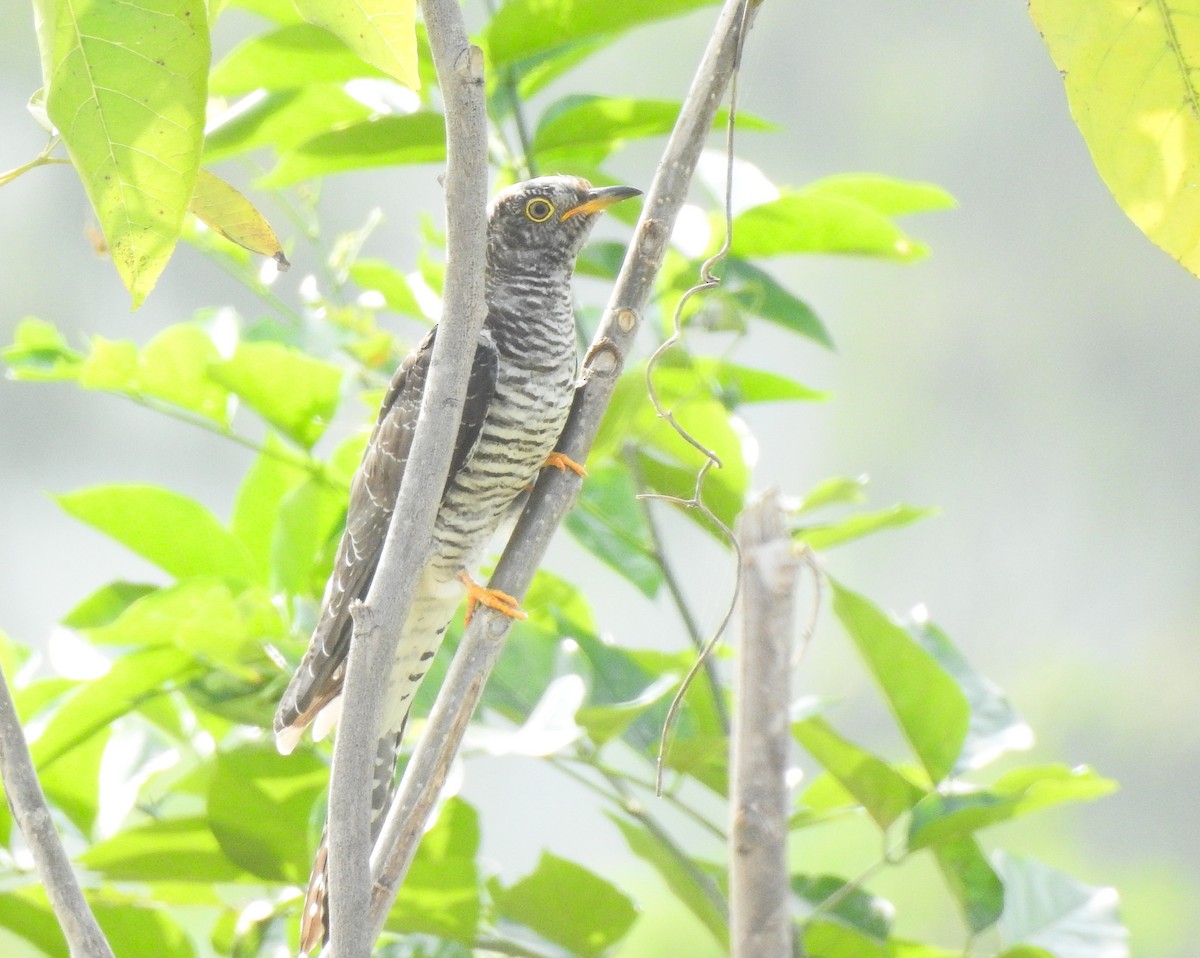 Common Cuckoo - ML646043988