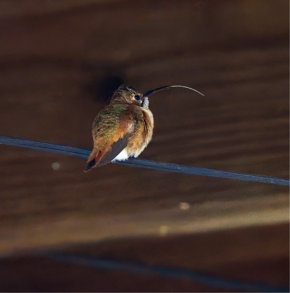 Rufous Hummingbird - ML646044000