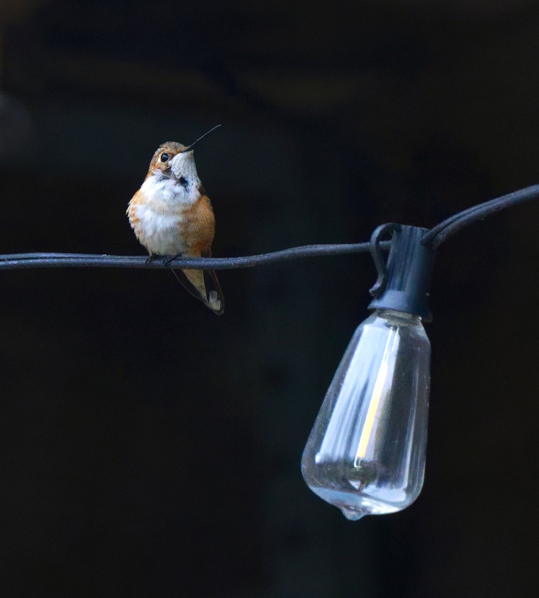 Rufous Hummingbird - ML646044001