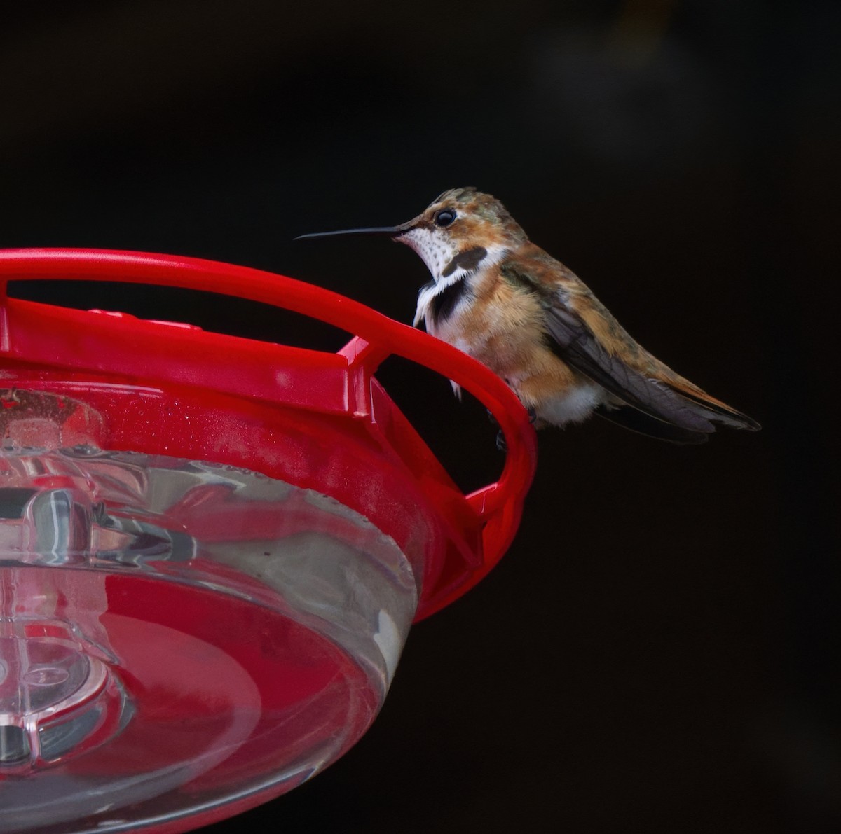 Rufous Hummingbird - ML646044002
