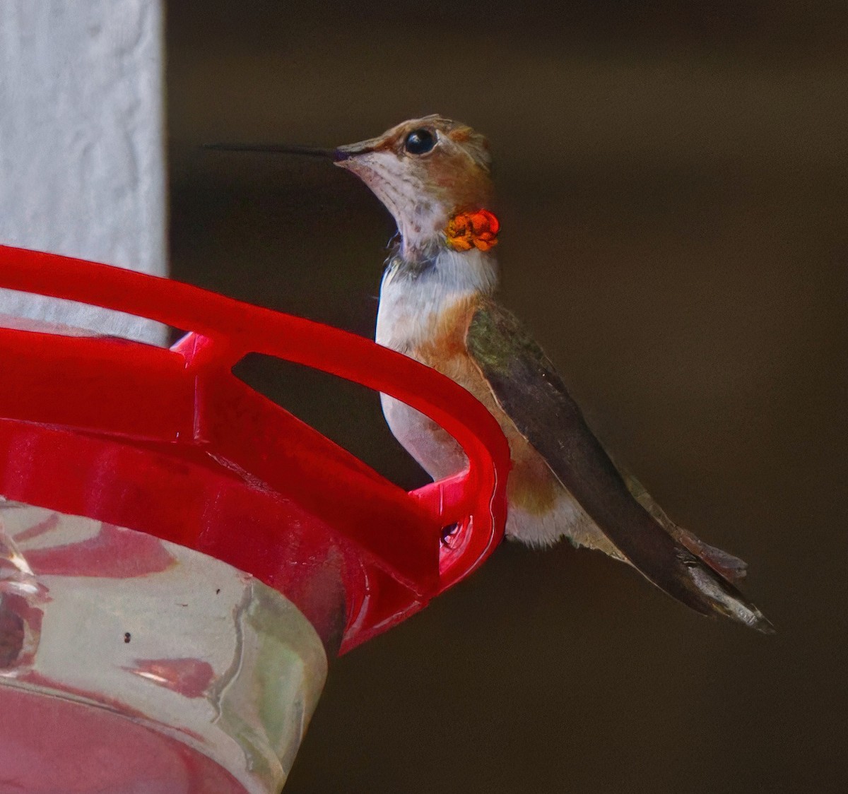 Rufous Hummingbird - ML646044011
