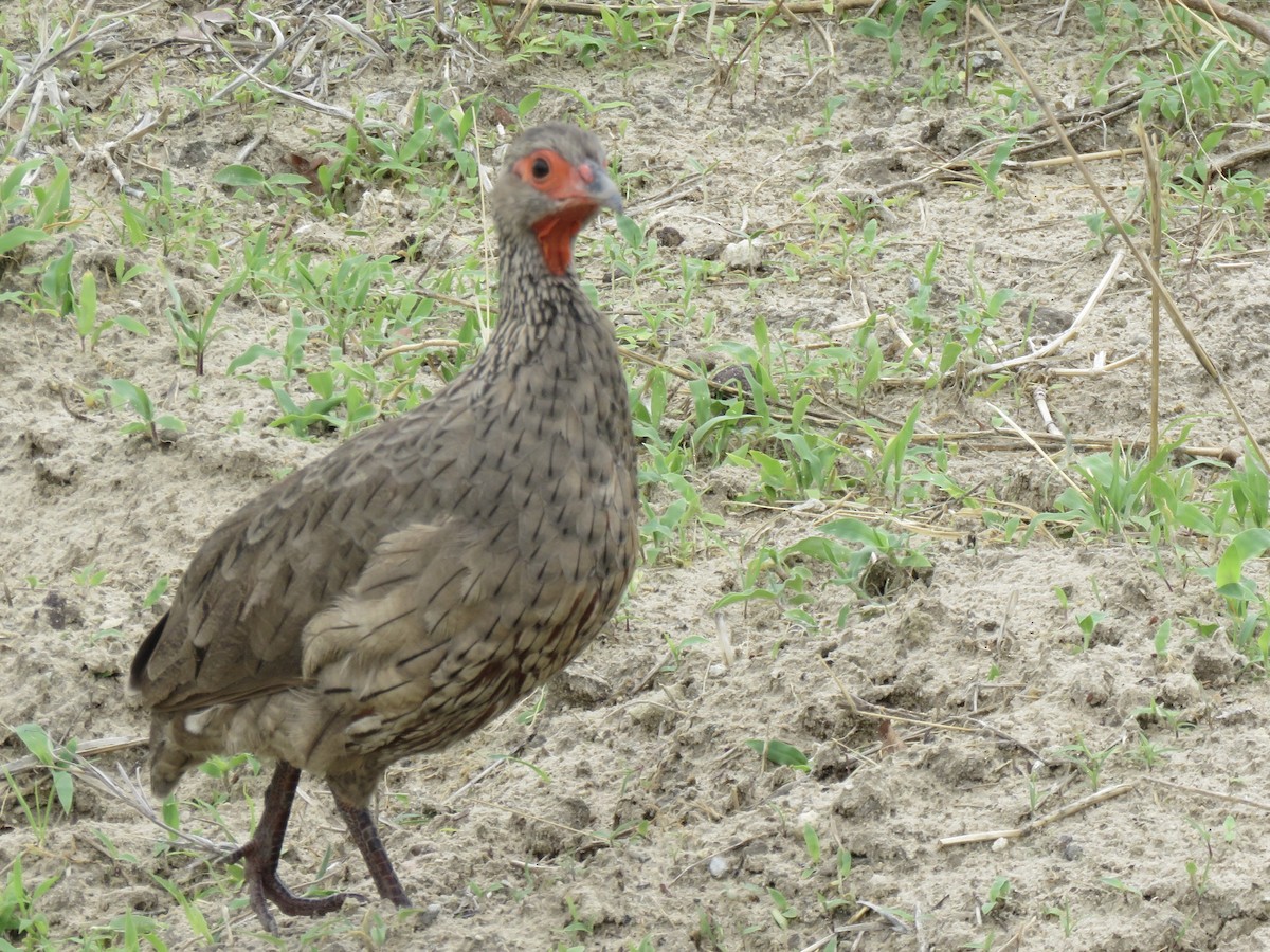 Swainson's Spurfowl - ML646044025