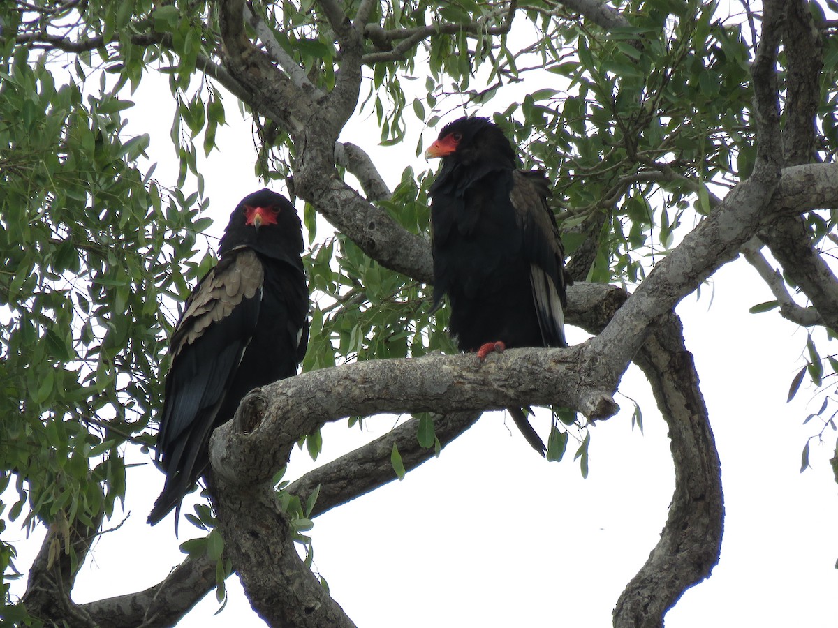 Bateleur - ML646044036