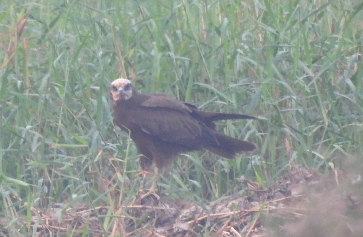 moták pochop - ML646044038