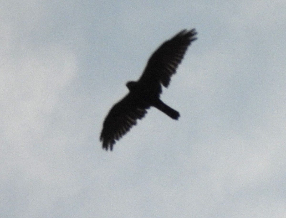 moták pochop - ML646044039