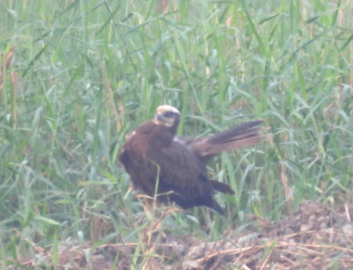 moták pochop - ML646044040