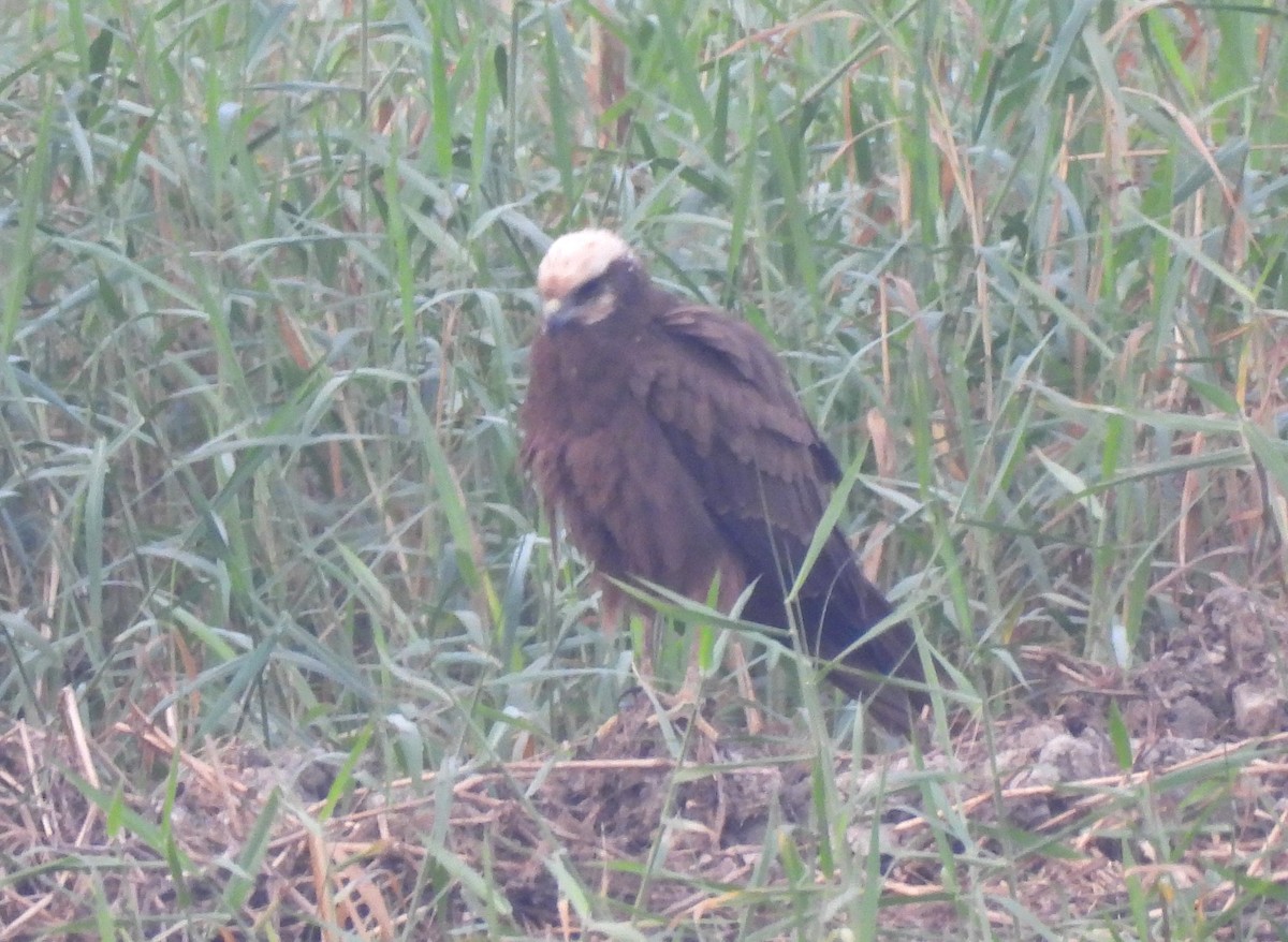 moták pochop - ML646044041