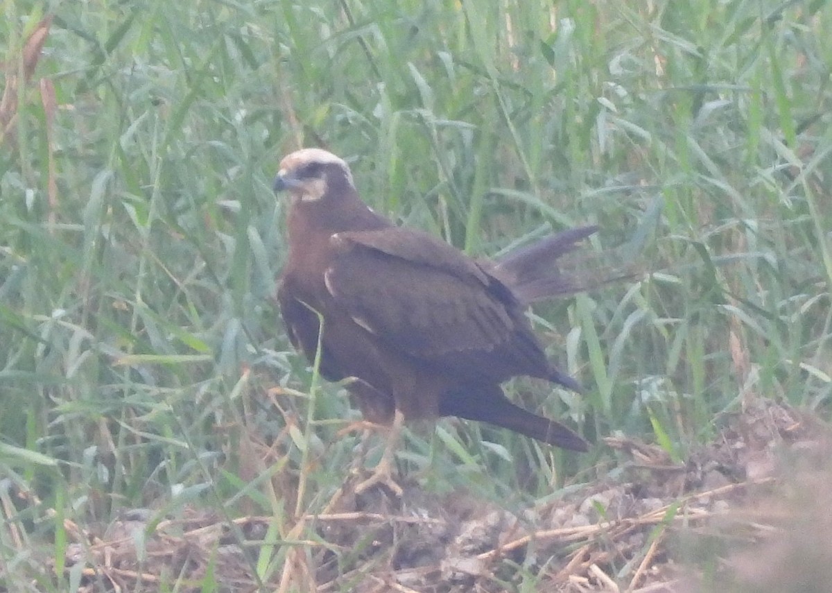 moták pochop - ML646044042