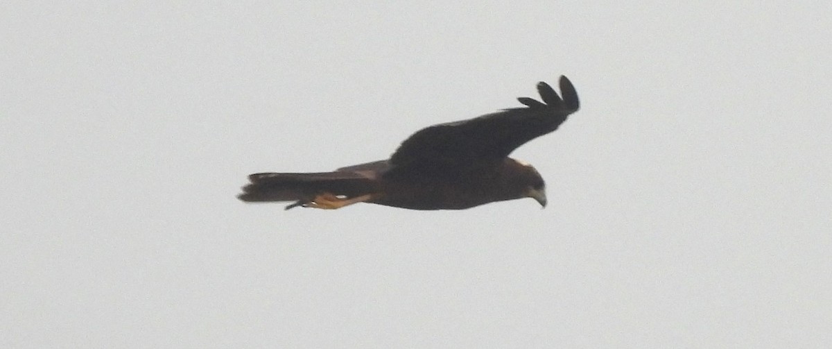 moták pochop - ML646044043