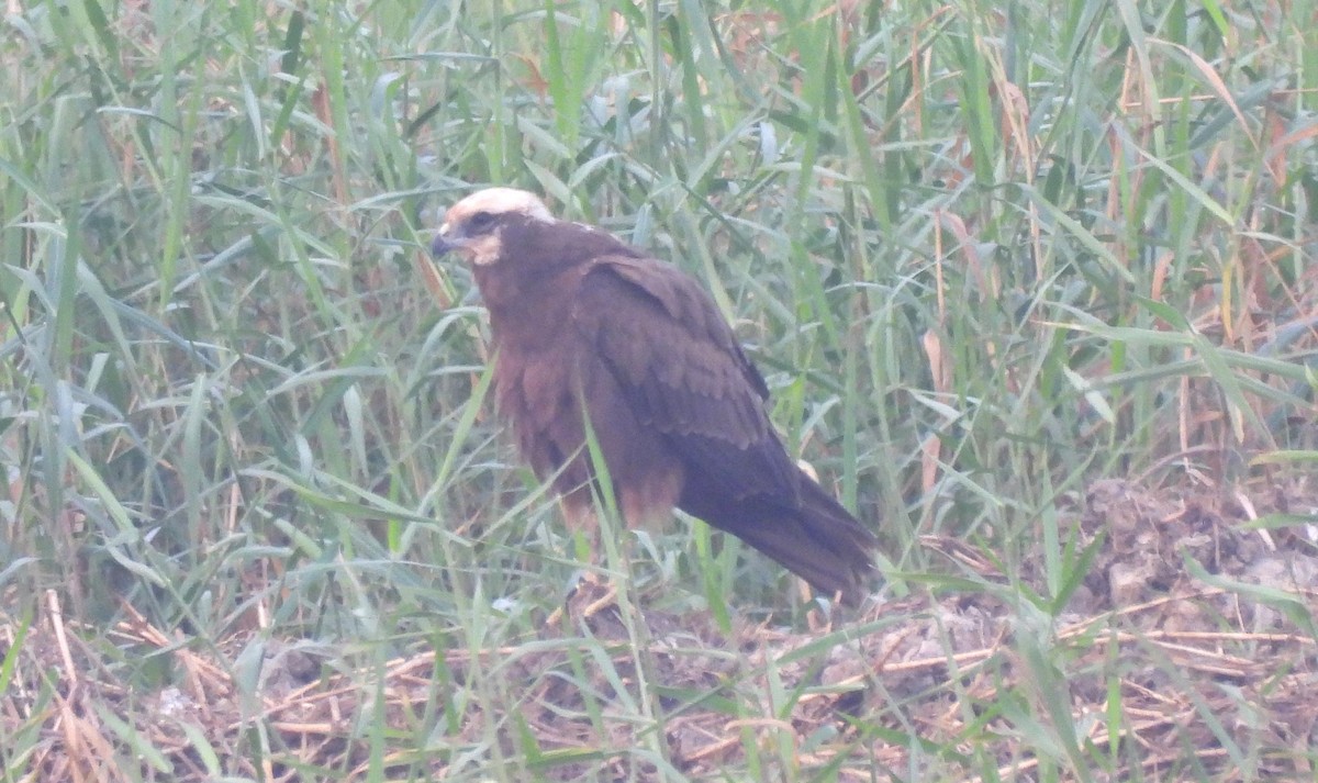 moták pochop - ML646044044