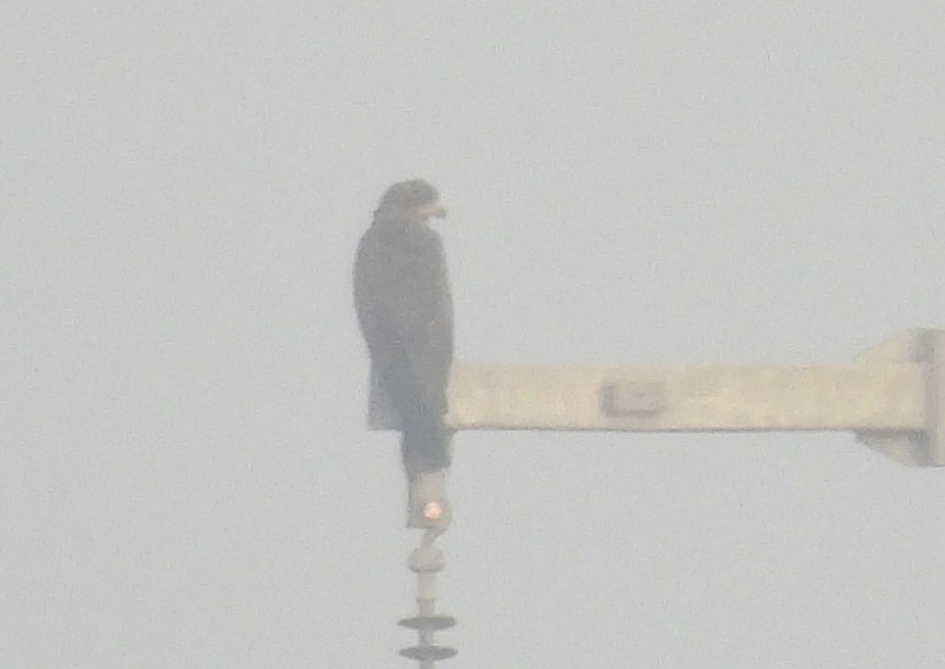 moták pochop - ML646044045