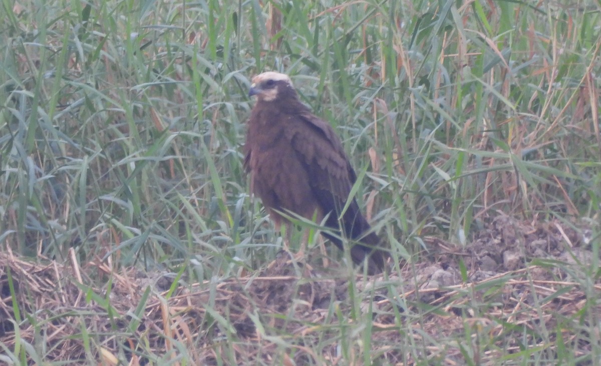 moták pochop - ML646044046