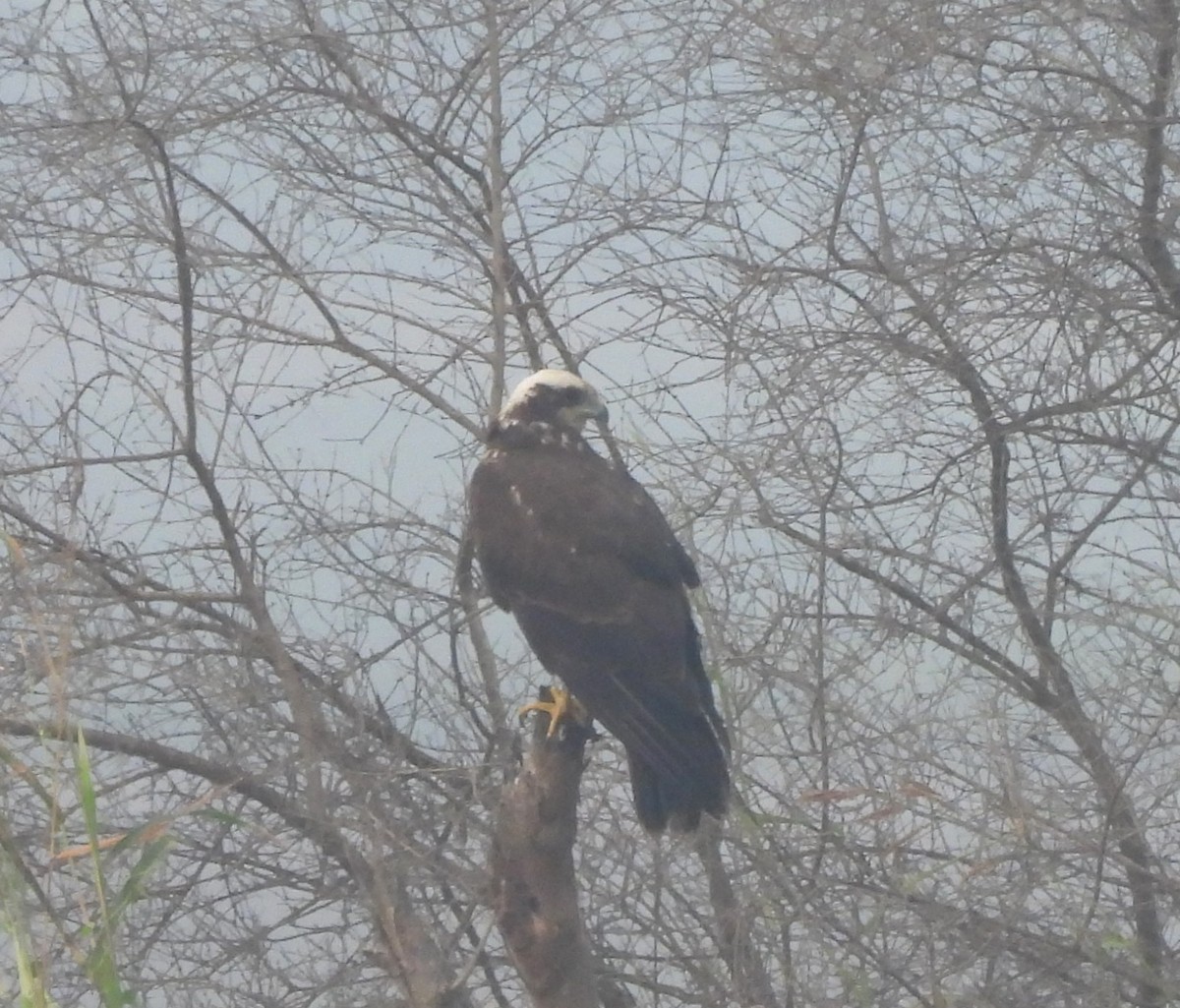 moták pochop - ML646044047