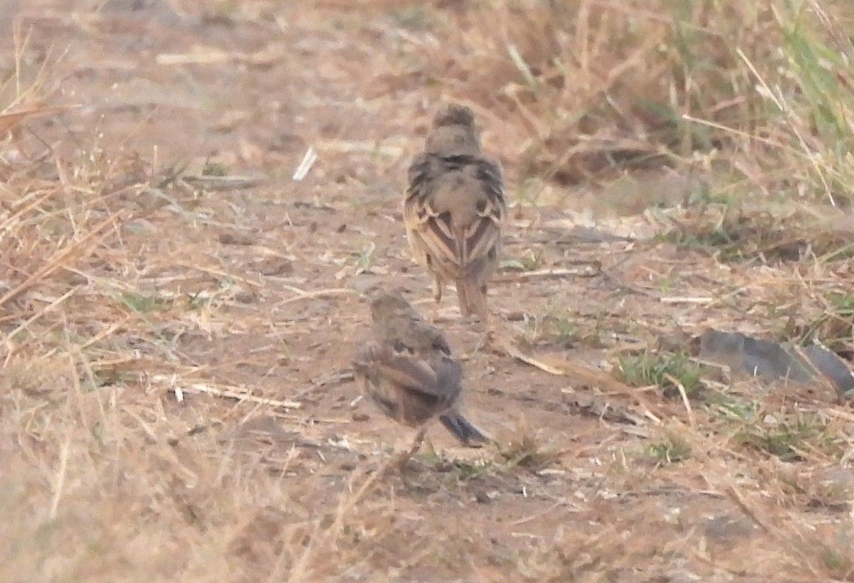 linduška úhorní - ML646044048