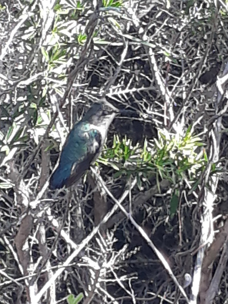 Bee Hummingbird - ML646044055