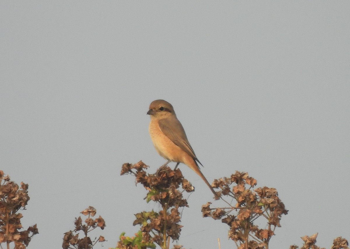 ťuhýk mongolský - ML646044076