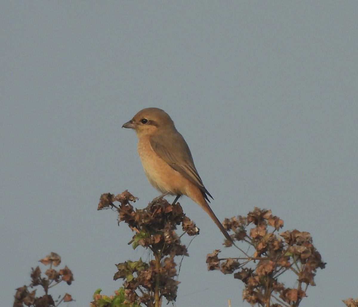 ťuhýk mongolský - ML646044077