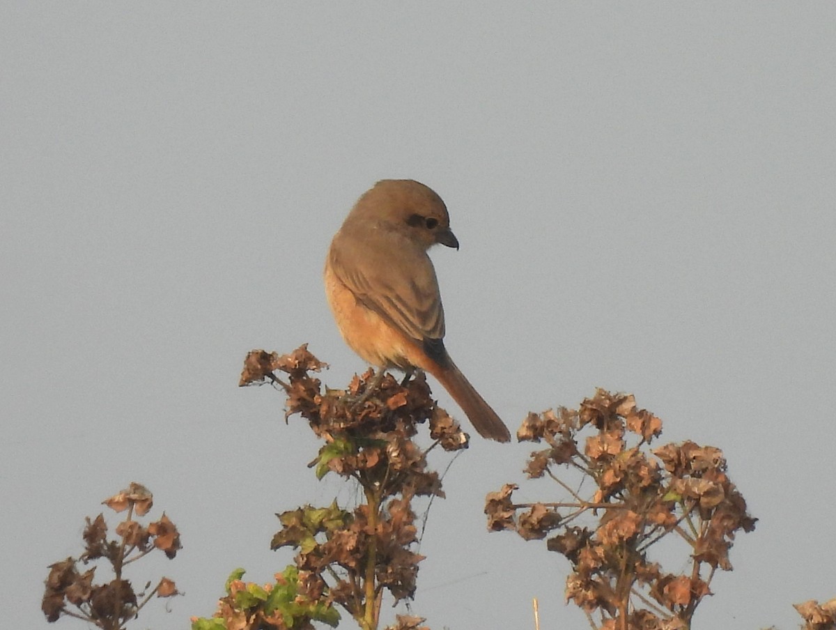 ťuhýk mongolský - ML646044078