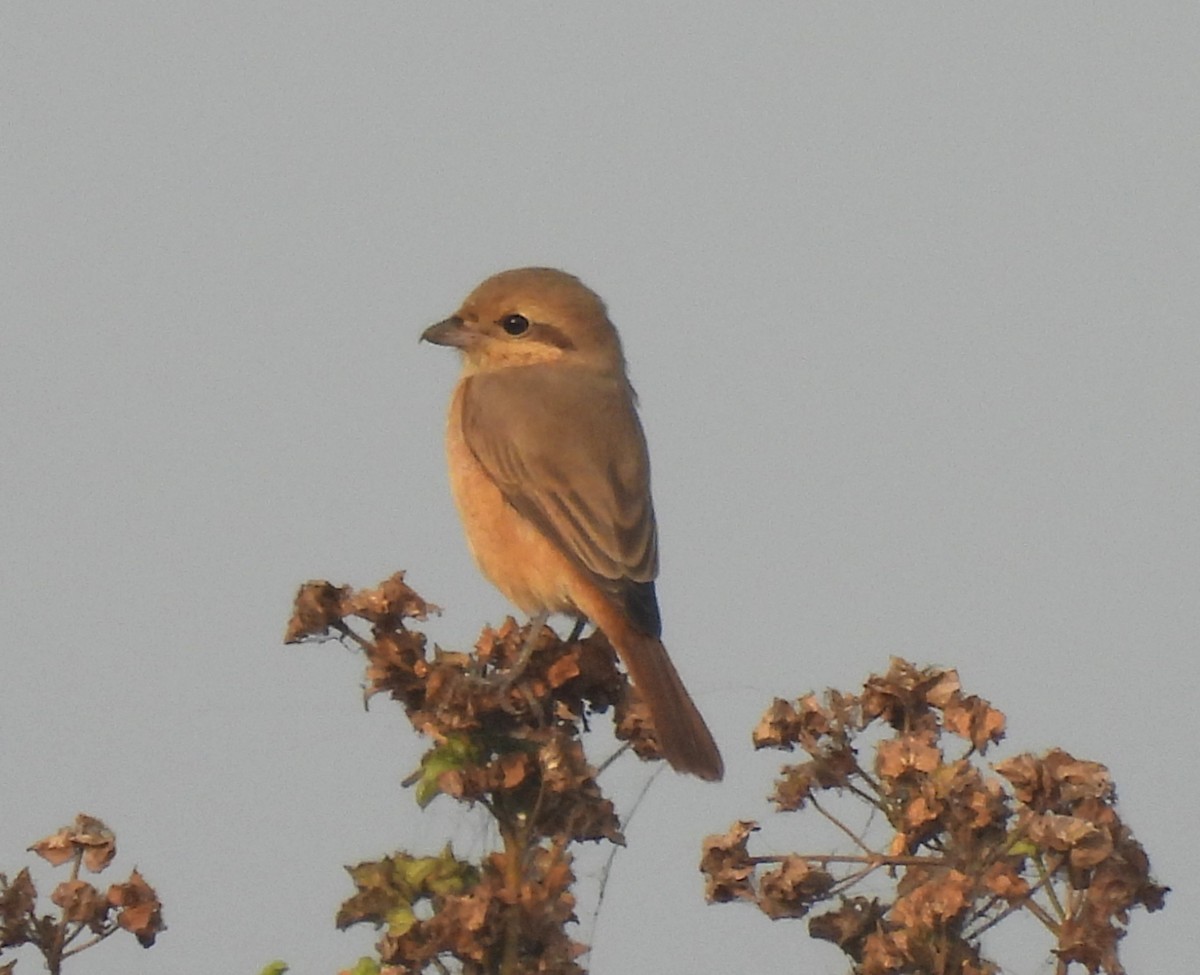 ťuhýk mongolský - ML646044079