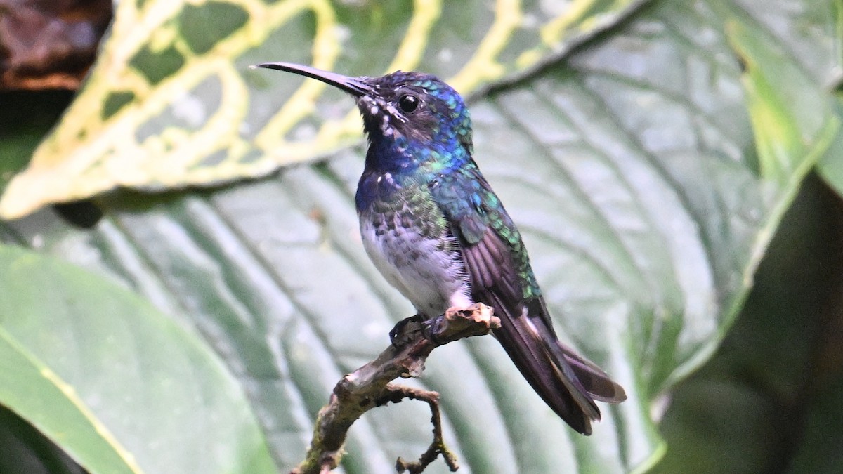 White-necked Jacobin - ML646044080