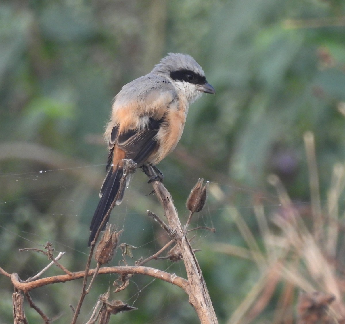 ťuhýk královský - ML646044082