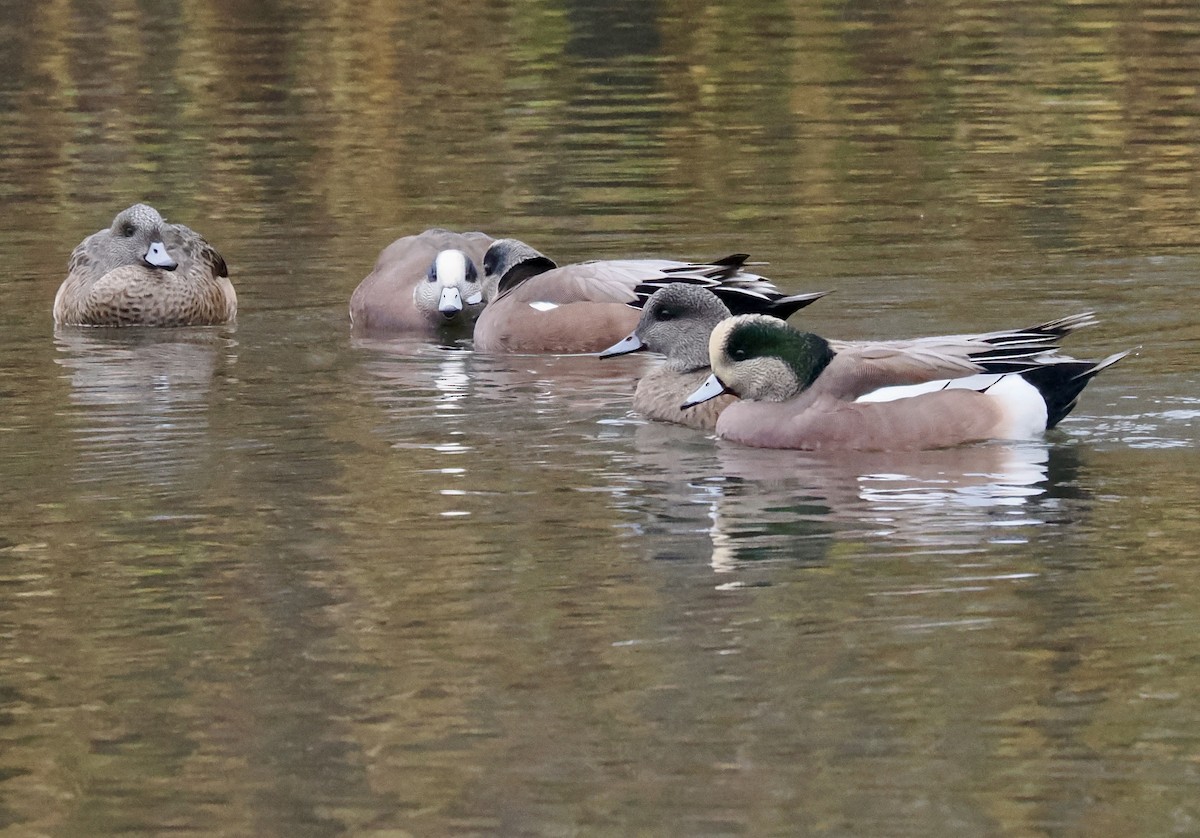 Canard d'Amérique - ML646044087