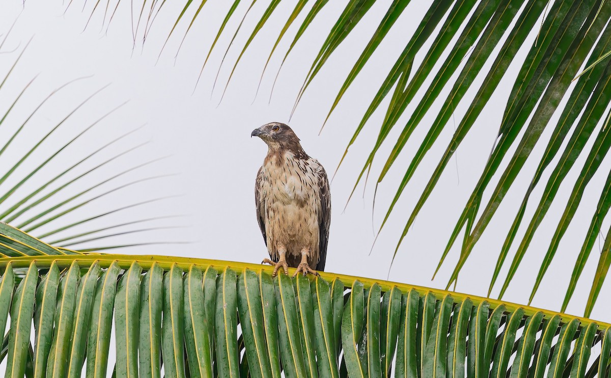 Oriental Honey-buzzard - ML646044090