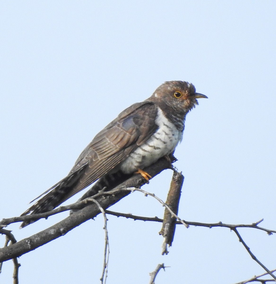 Lesser Cuckoo - ML646044094