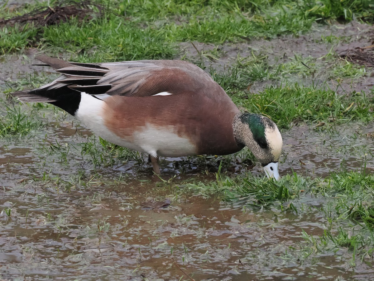 Canard d'Amérique - ML646044098