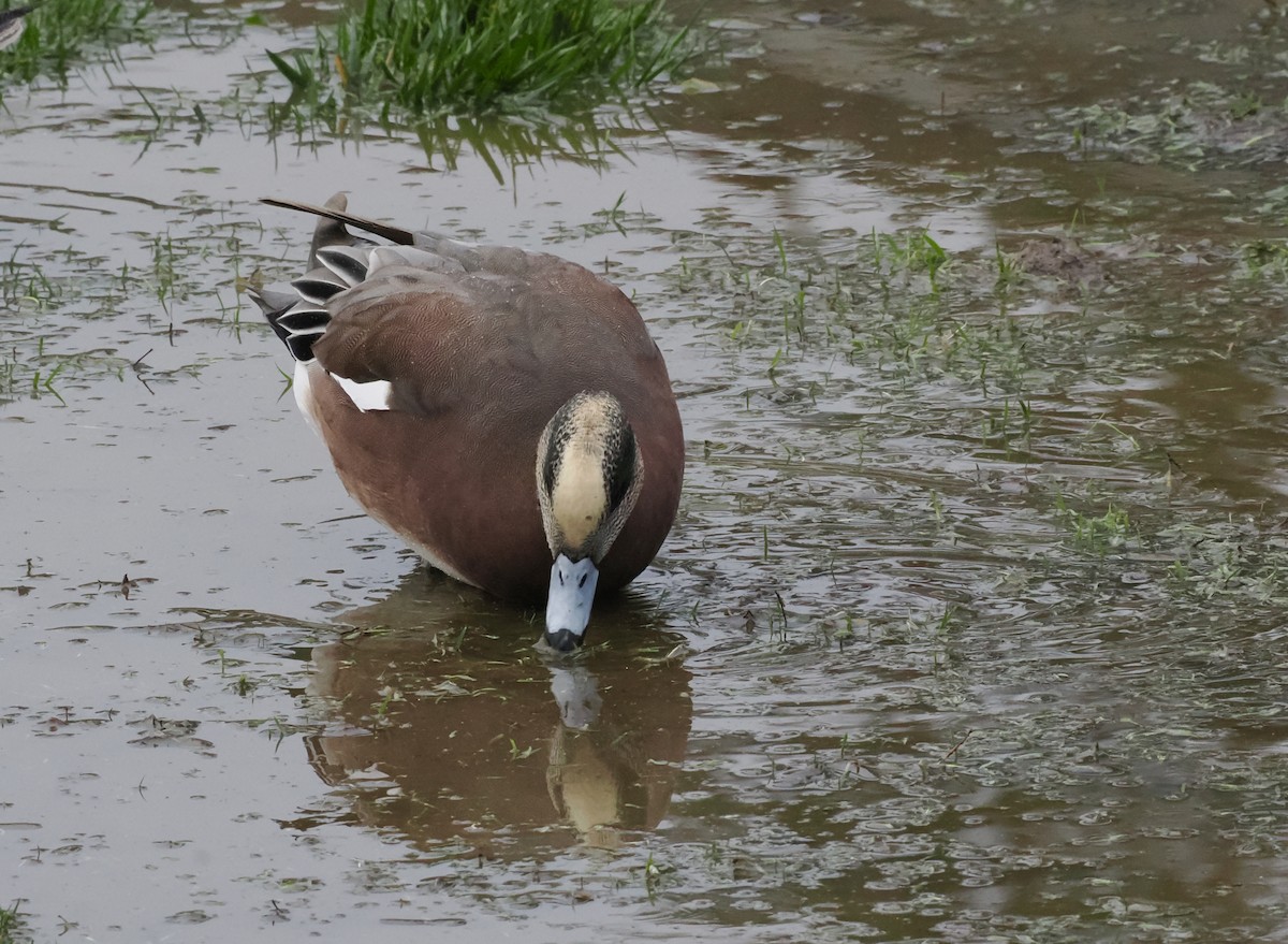 Canard d'Amérique - ML646044099
