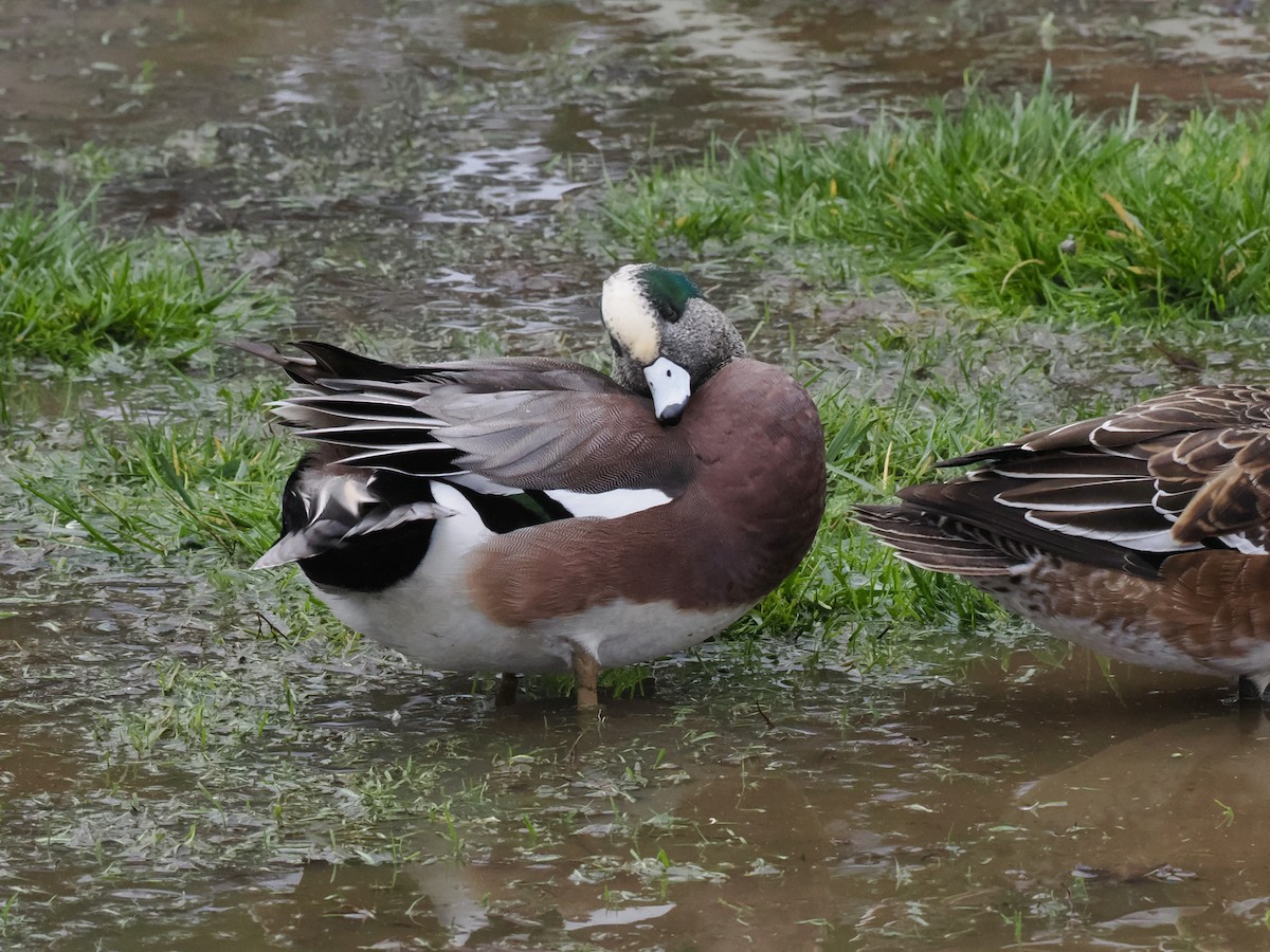 Canard d'Amérique - ML646044103