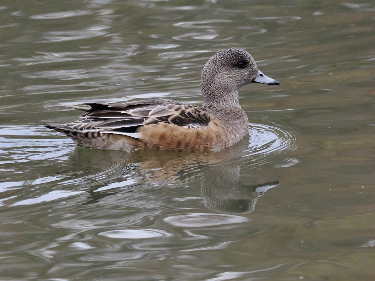 Canard d'Amérique - ML646044113