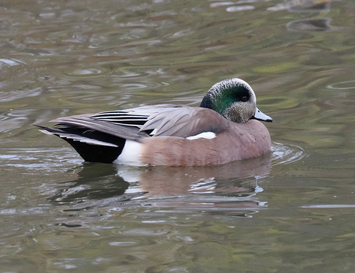 Canard d'Amérique - ML646044114