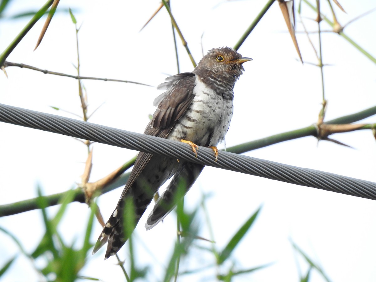 Lesser Cuckoo - ML646044115
