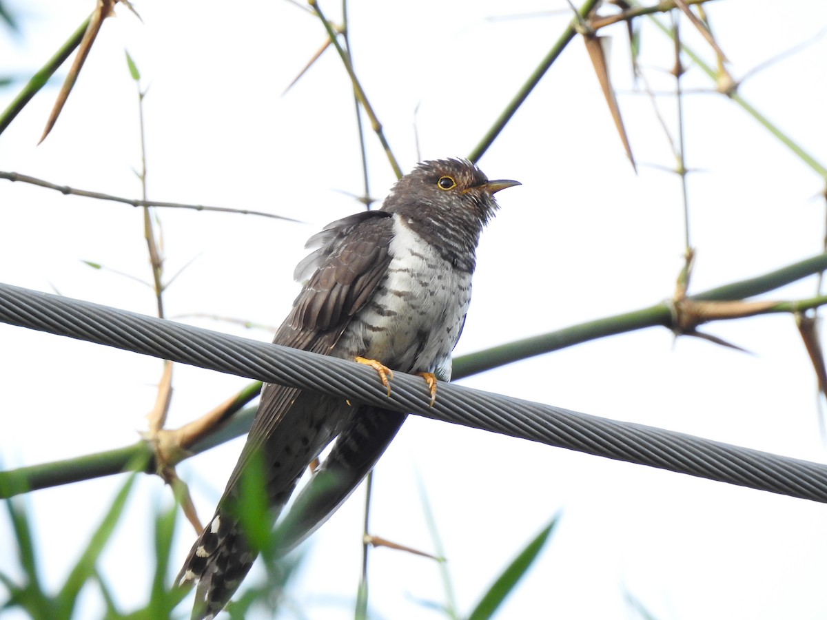 Lesser Cuckoo - ML646044116