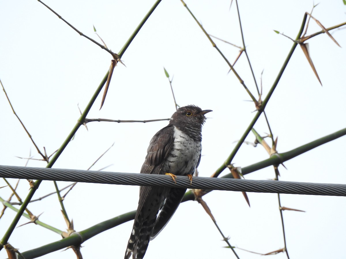 Lesser Cuckoo - ML646044118