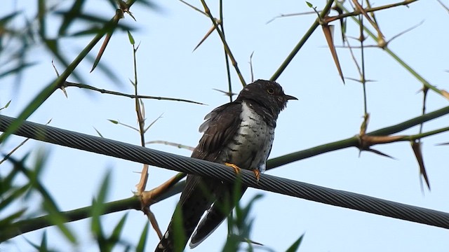 Lesser Cuckoo - ML646044121