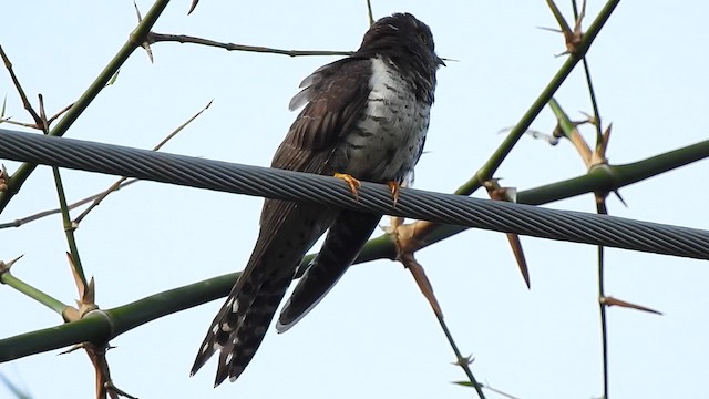 Lesser Cuckoo - ML646044122