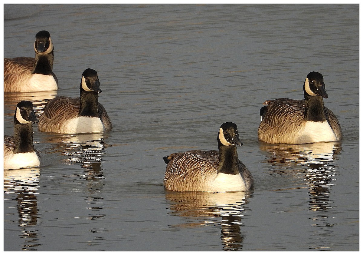 Canada Goose - ML646044140