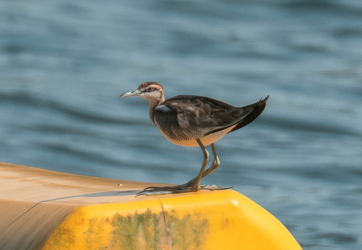Pheasant-tailed Jacana - ML646044141