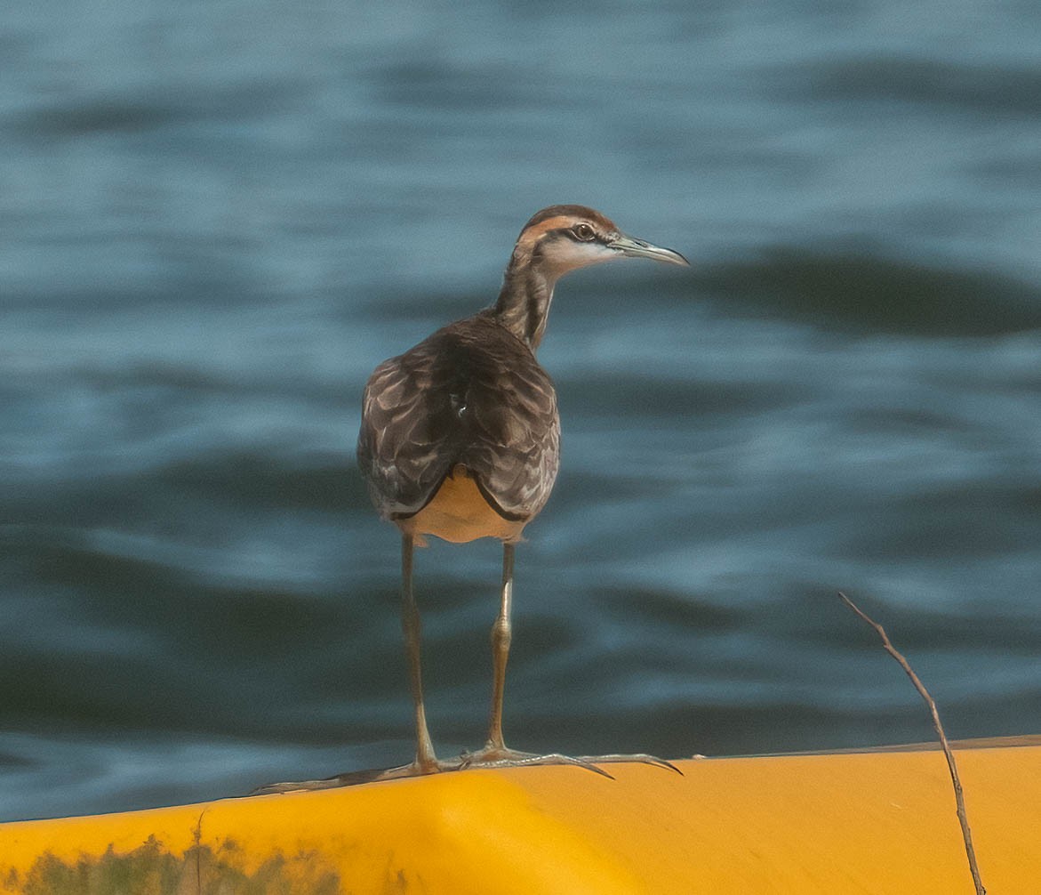 Pheasant-tailed Jacana - ML646044142