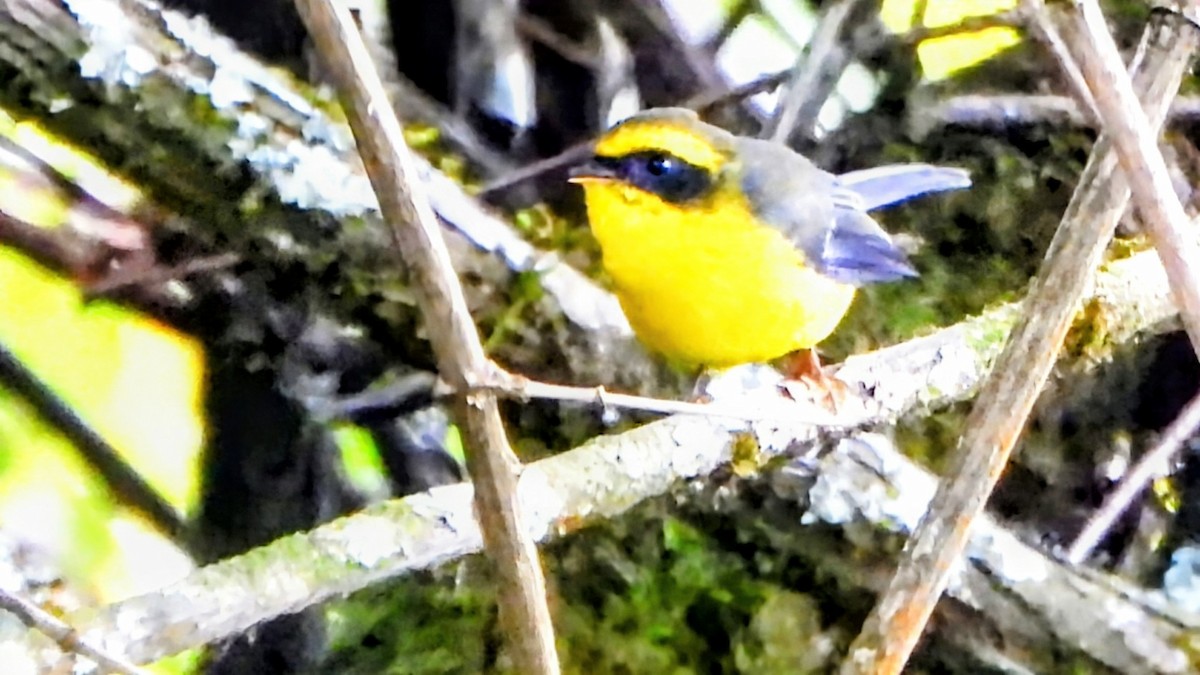 Yellow-bellied Fairy-Fantail - ML646044144