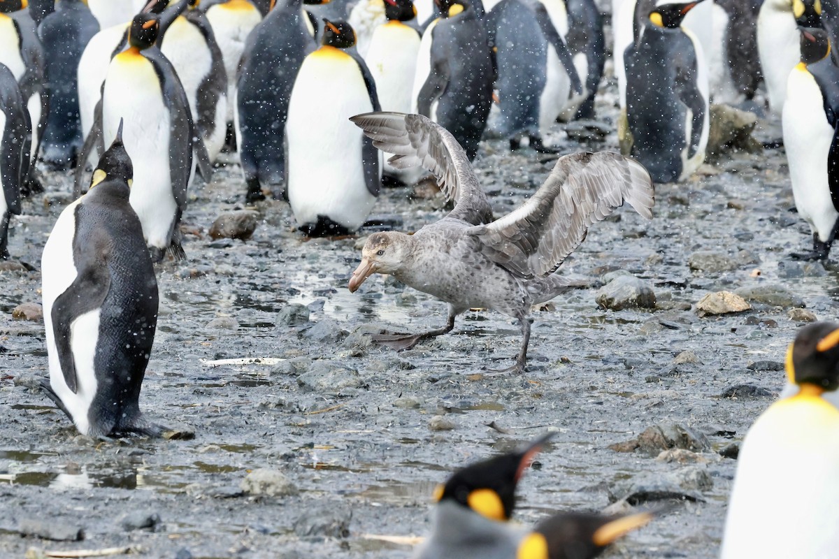 Kuzey Dev Fırtınakuşu - ML646044145