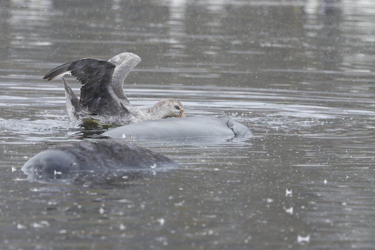 Kuzey Dev Fırtınakuşu - ML646044147