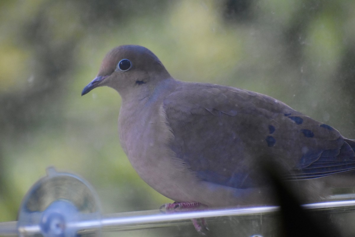 ナゲキバト - ML646044152