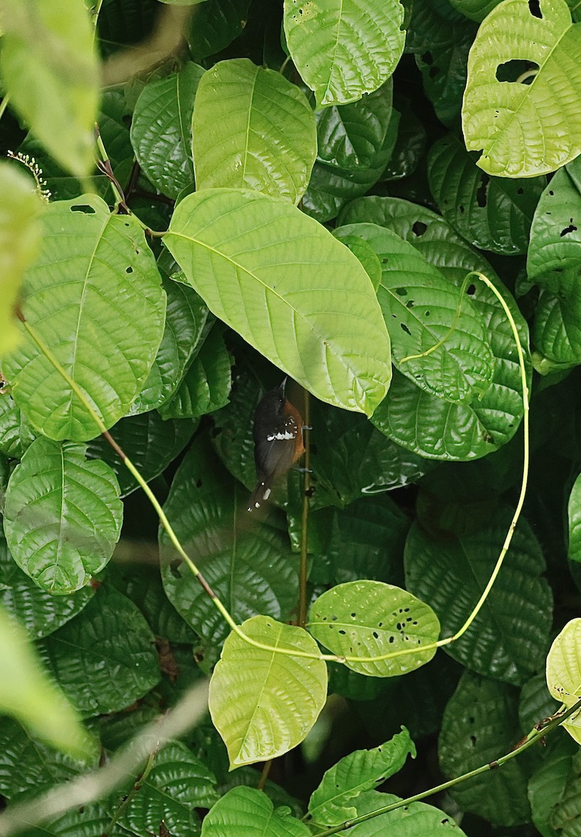 Dot-winged Antwren - ML646044156