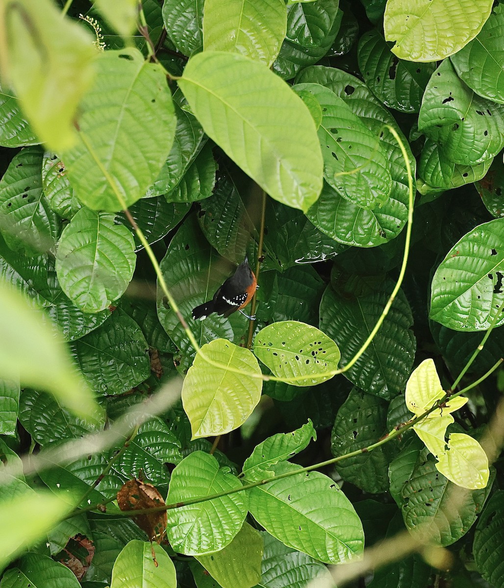 Dot-winged Antwren - ML646044157