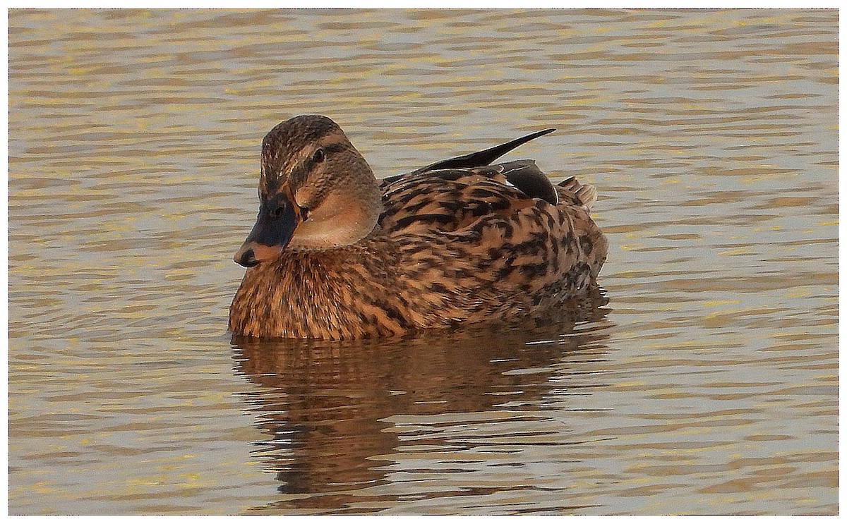 綠頭鴨 - ML646044159