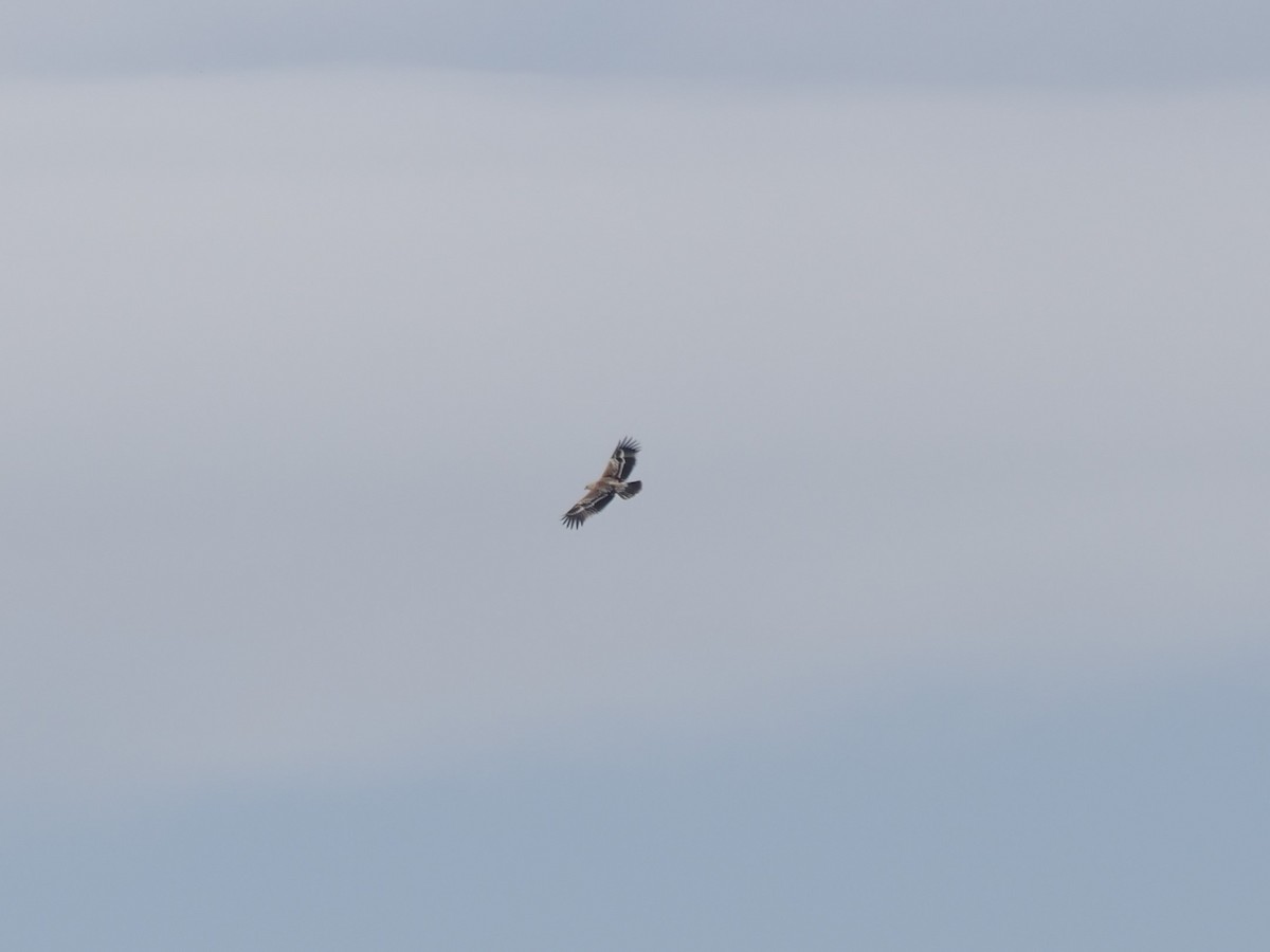 orel královský - ML646044160