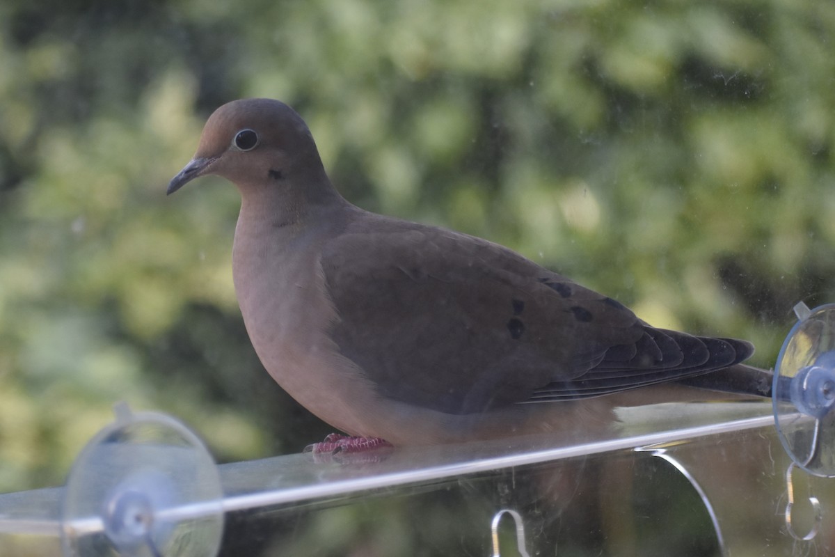 ナゲキバト - ML646044162